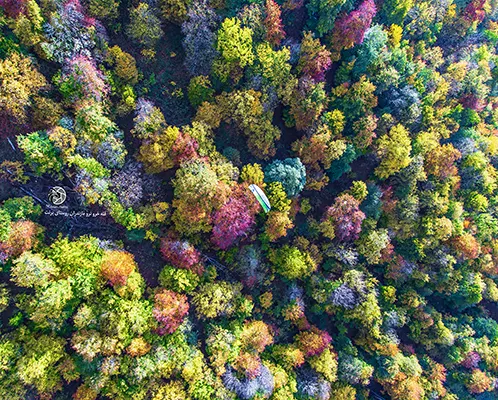 جنگل های هیرکانی