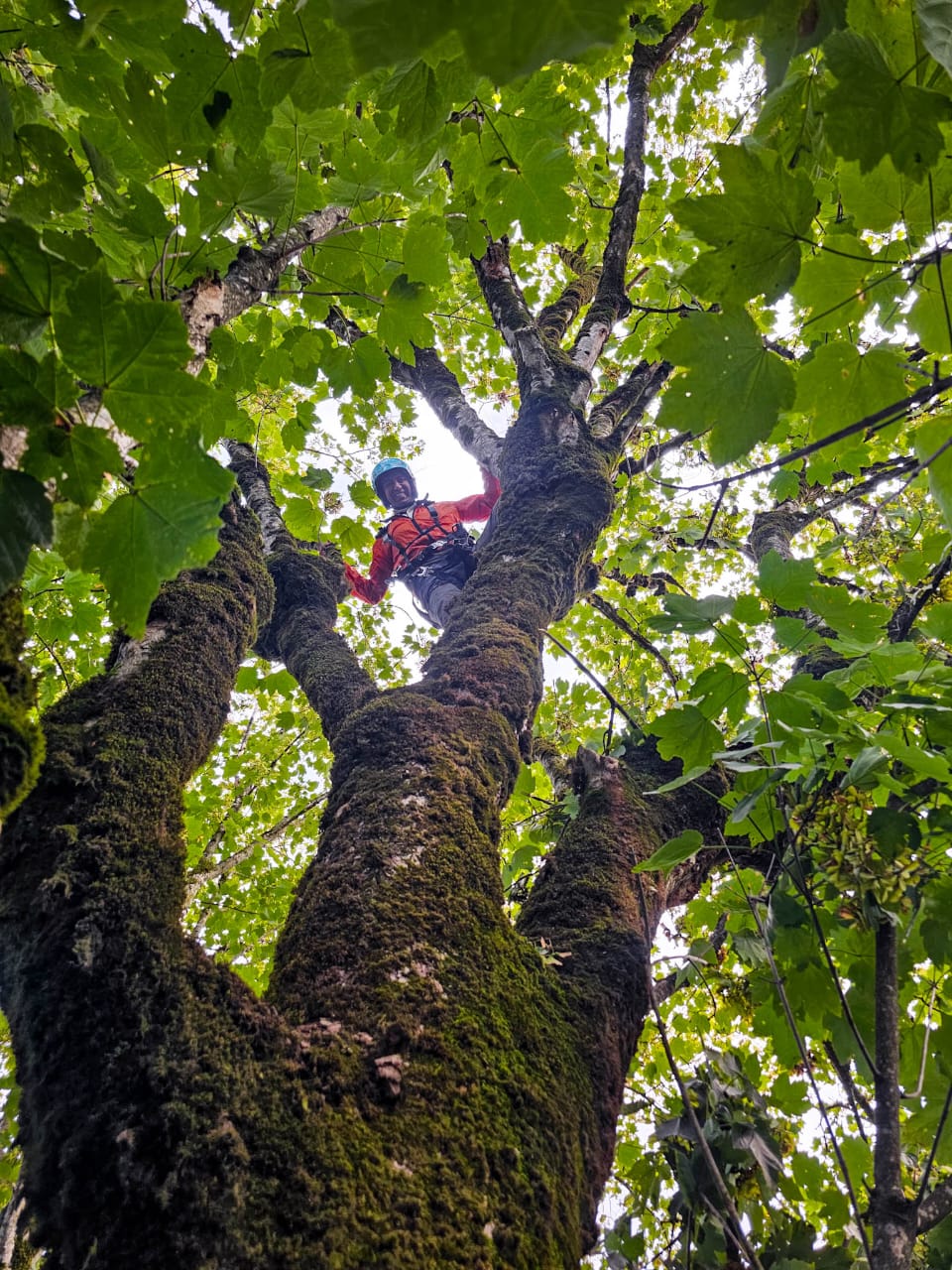 🌳 درخت؛ ناجی خاموش در سوانح هوایی 🌳
